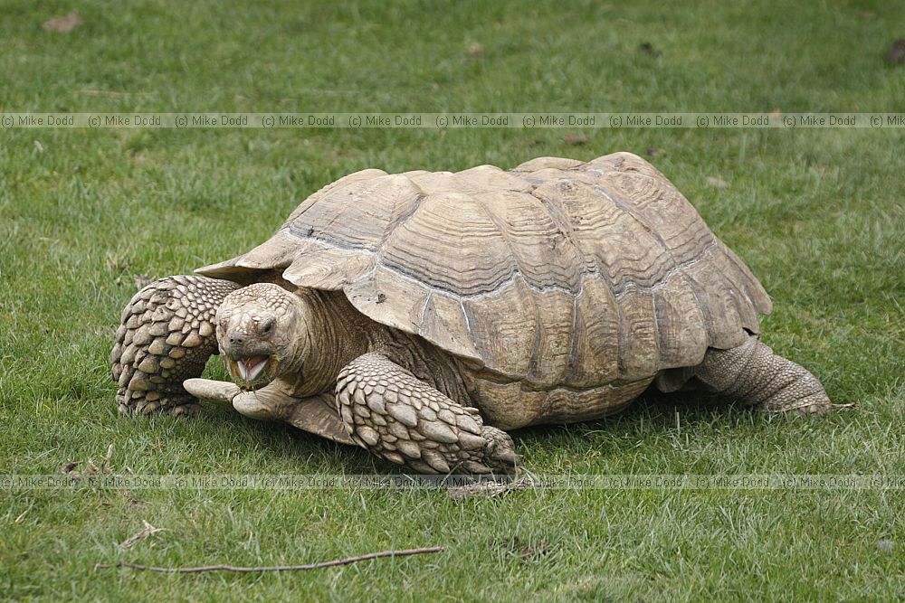 Geochelone sulcata Giant spurred tortoise