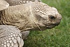 Geochelone sulcata Giant spurred tortoise