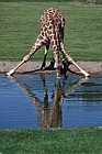 Giraffa camelopardalis Giraffe