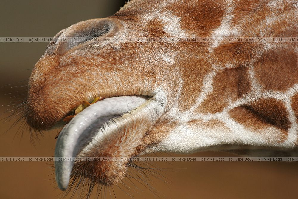 Giraffa camelopardalis reticulata Reticulated giraffe