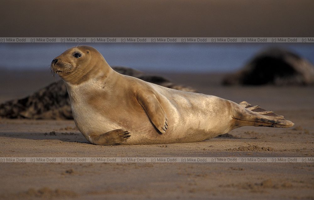 Halichoerus grypus Grey seal