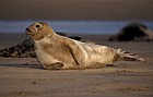 Halichoerus grypus Grey seal