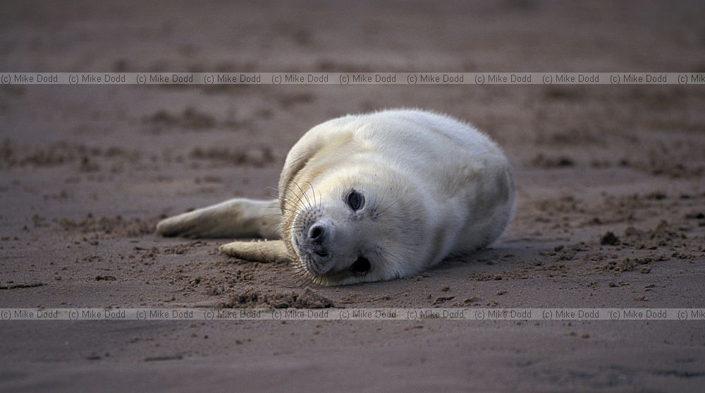 Halichoerus grypus Grey seal