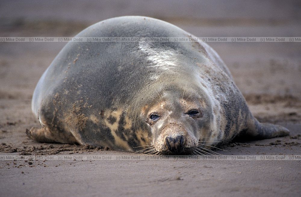 Halichoerus grypus Grey seal