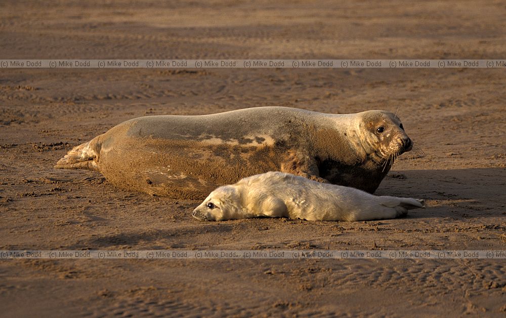 Halichoerus grypus Grey seal