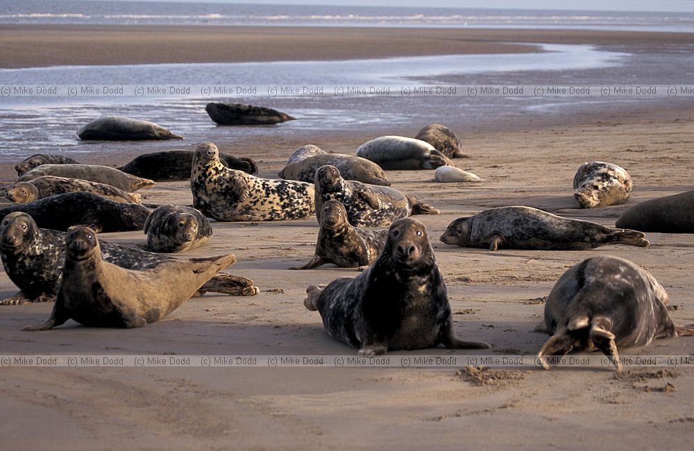 Halichoerus grypus Grey seal