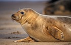 Halichoerus grypus Grey seal