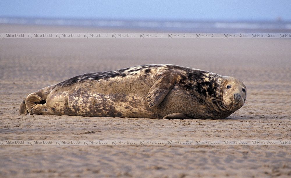 Halichoerus grypus Grey seal