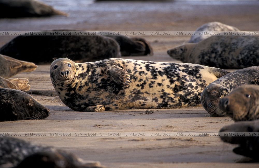 Halichoerus grypus Grey seal