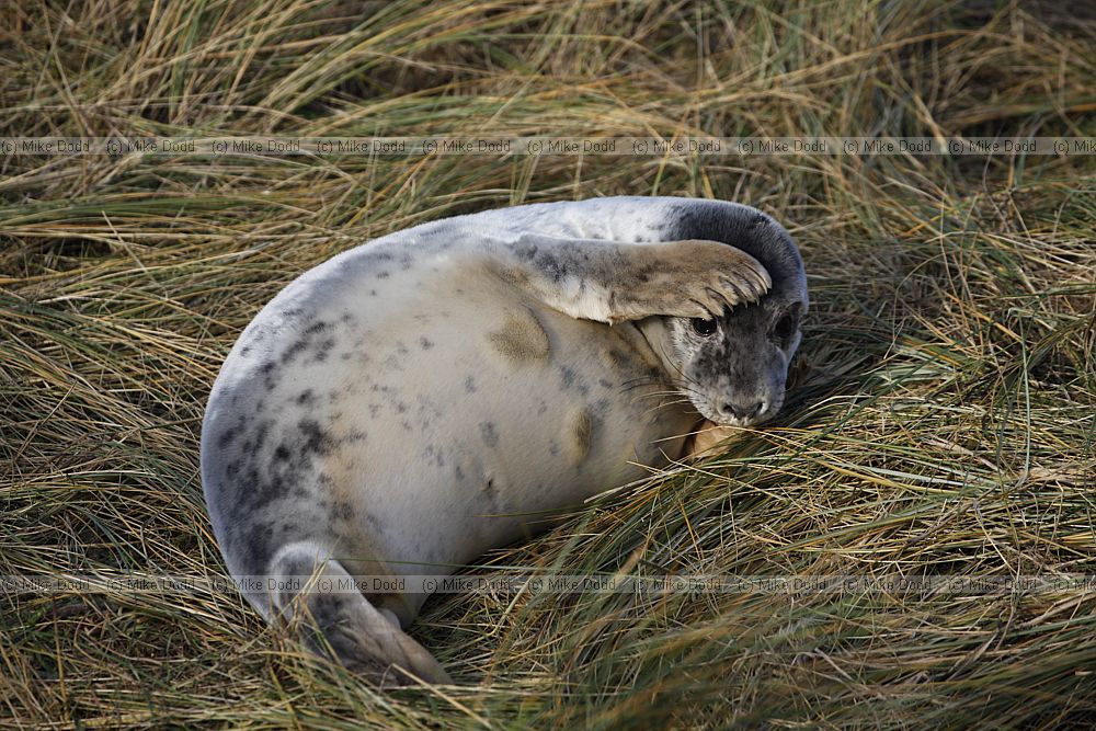 Halichoerus grypus grey seal