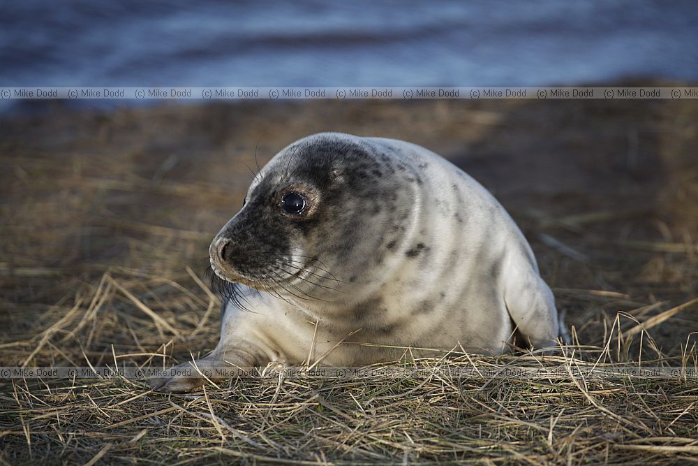 Halichoerus grypus grey seal
