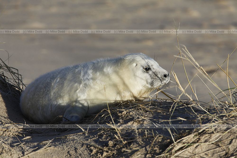 Halichoerus grypus Grey seal
