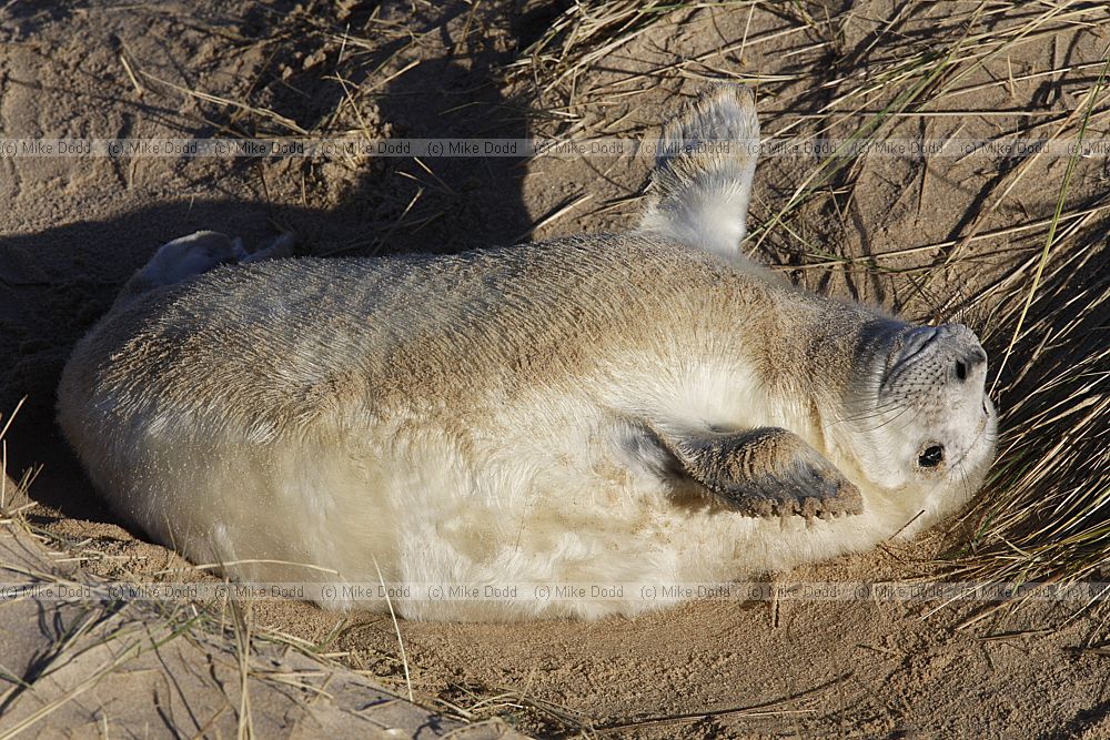 Halichoerus grypus Grey seal