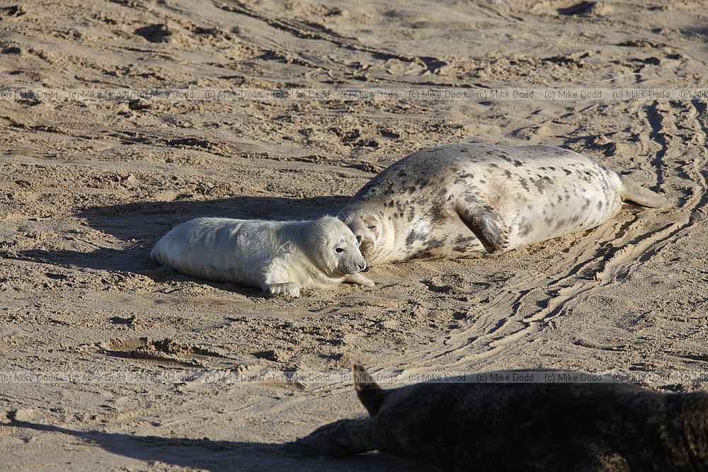 Halichoerus grypus Grey seal