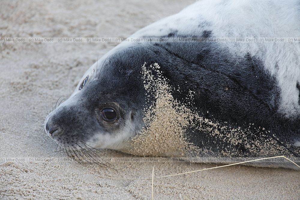 Halichoerus grypus Grey seal