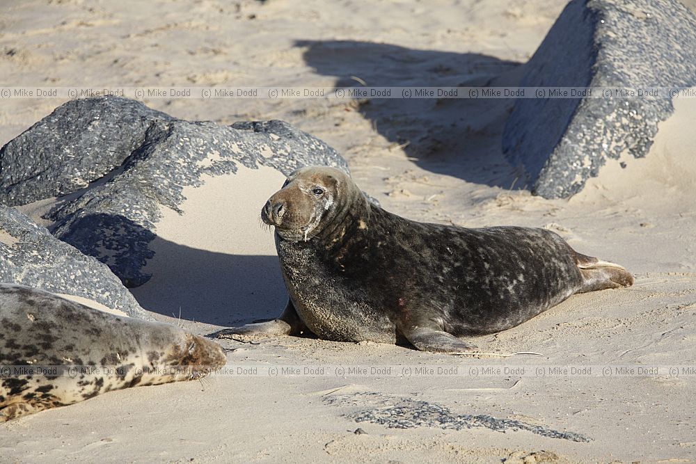 Halichoerus grypus Grey seal