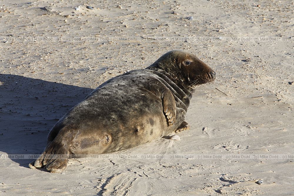 Halichoerus grypus Grey seal