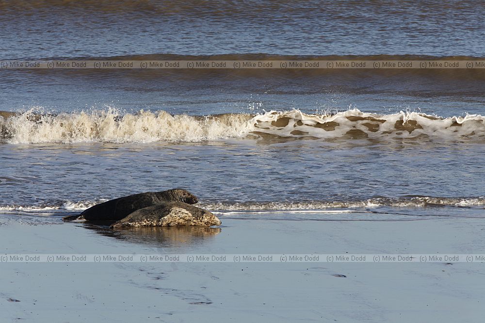 Halichoerus grypus Grey seal