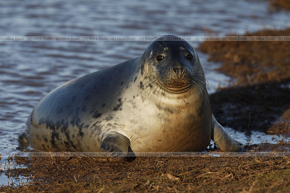 Halichoerus grypus grey seal