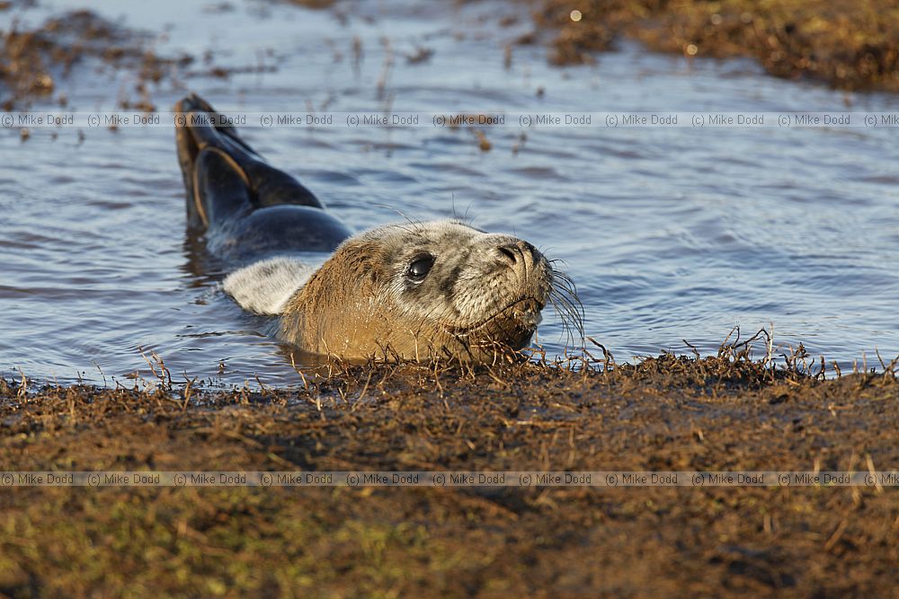 Halichoerus grypus grey seal