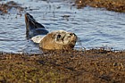 Halichoerus grypus grey seal
