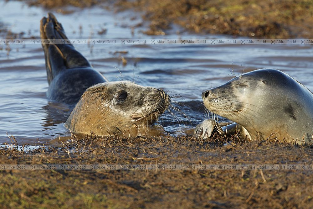 Halichoerus grypus grey seal