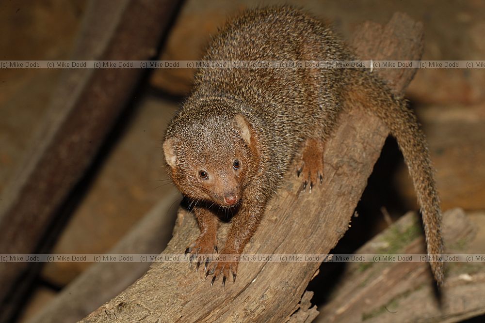 Helogale parvula Dwarf mongoose