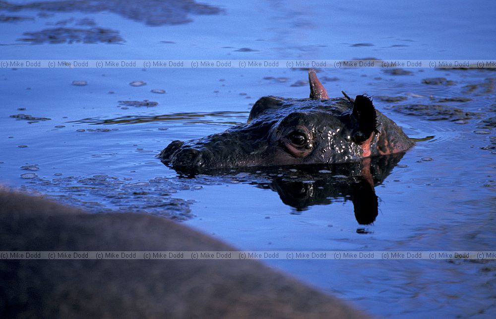 Hippopotamus amphibius Hippopotamus young