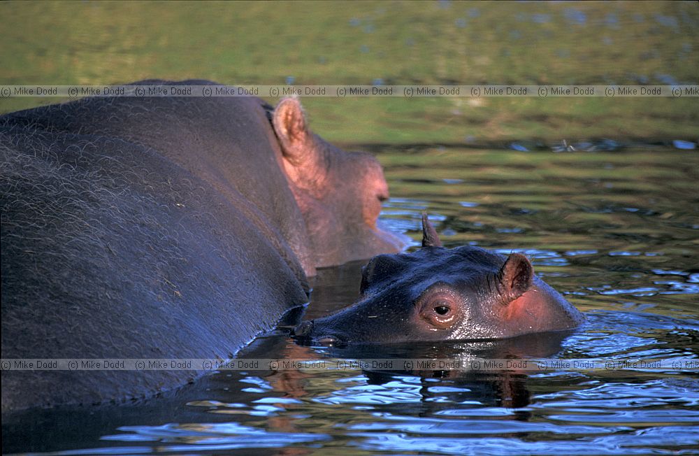 Hippopotamus amphibius Hippopotamus