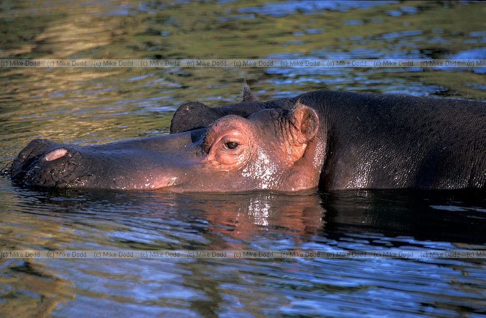 Hippopotamus amphibius Hippopotamus