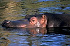 Hippopotamus amphibius Hippopotamus