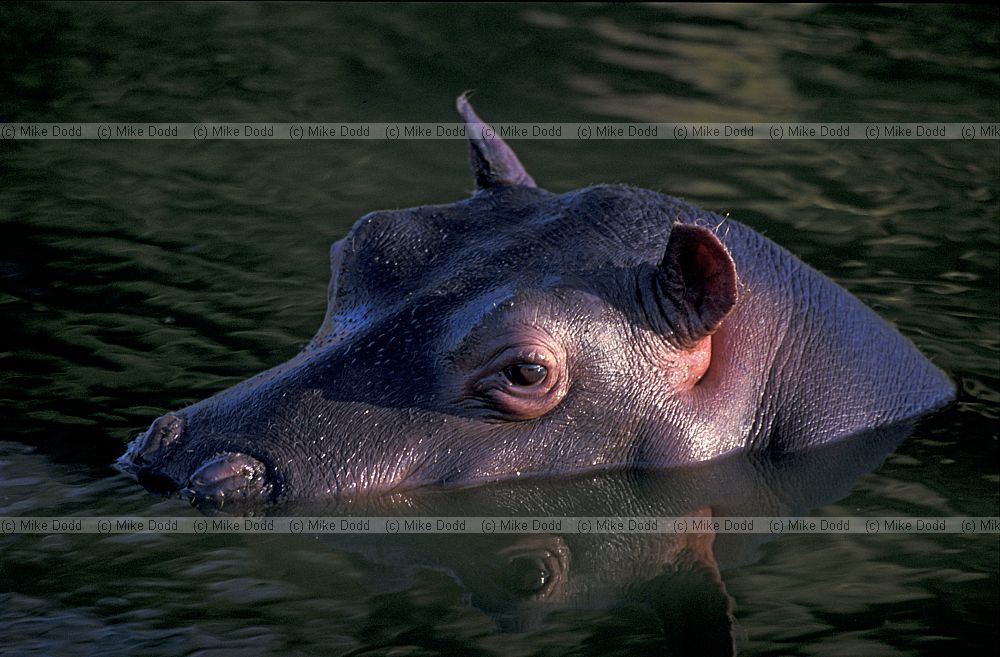 Hippopotamus amphibius Hippopotamus