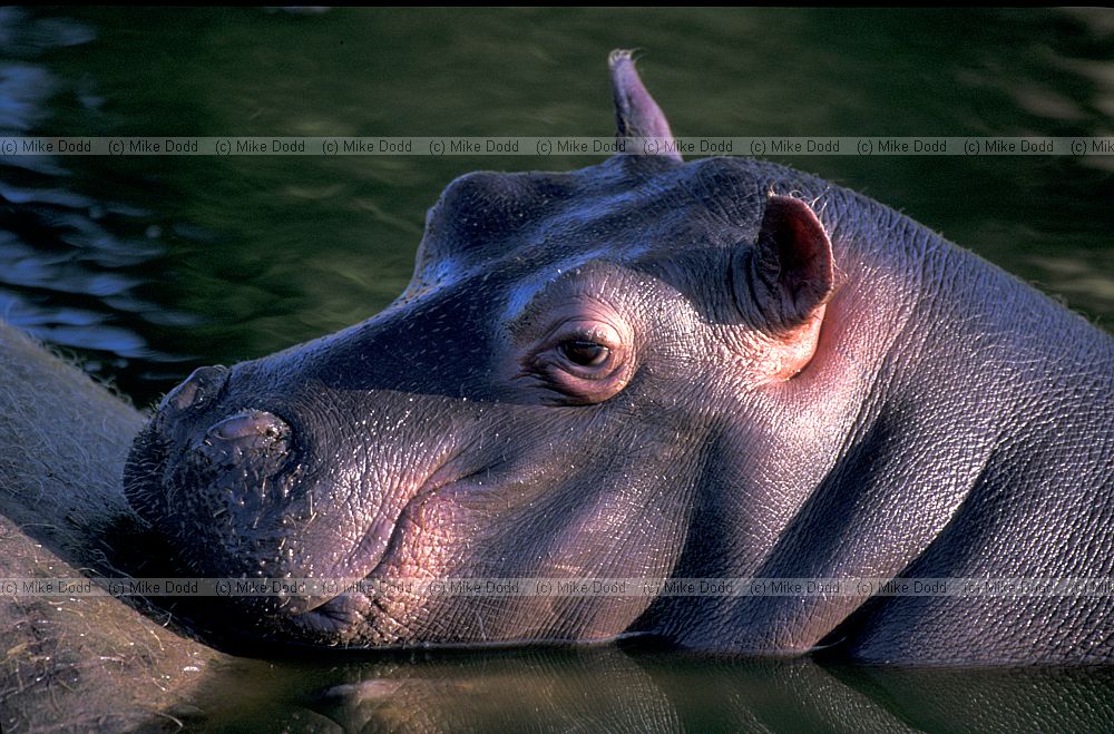 Hippopotamus amphibius Hippopotamus young