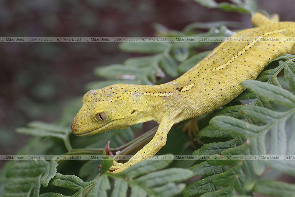 Hoplodactylus chrysosireticus Gold-striped gecko