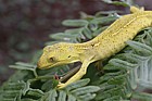 Hoplodactylus chrysosireticus Gold-striped gecko