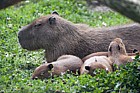 Hydrochoerus hydrochaeris Capybara