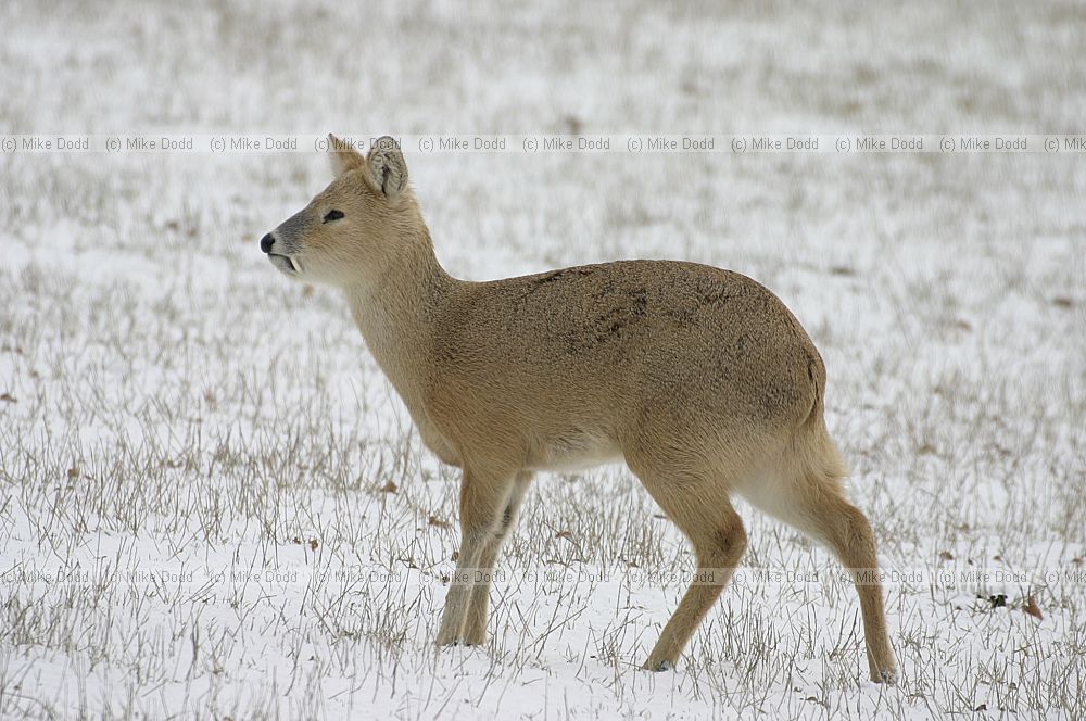 Hydropotes inermis Chinese water deer