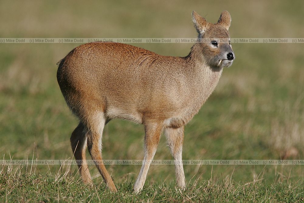 Hydropotes inermis Chinese water deer