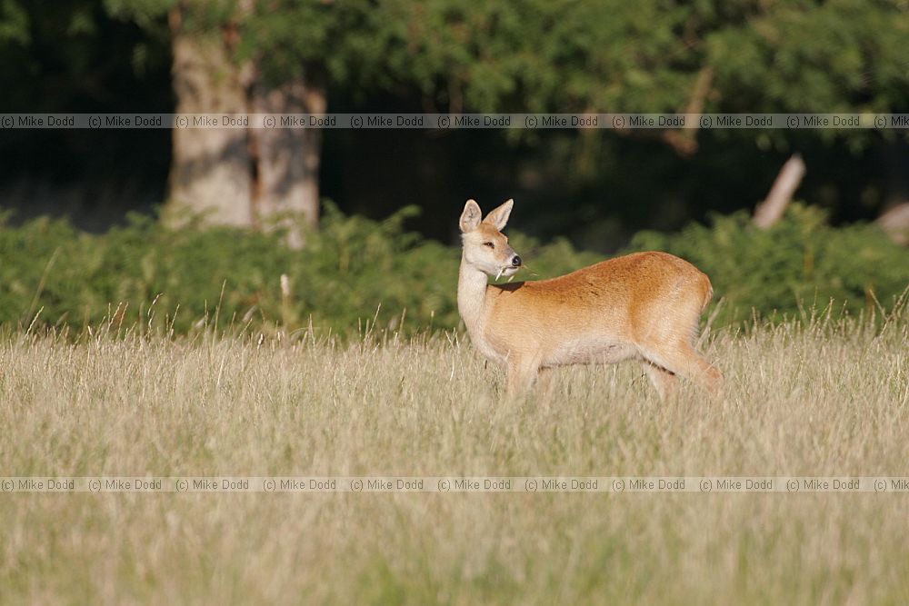 Hydropotes inermis Chinese water deer