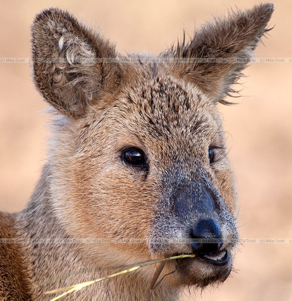 Hydropotes inermis Chinese water deer