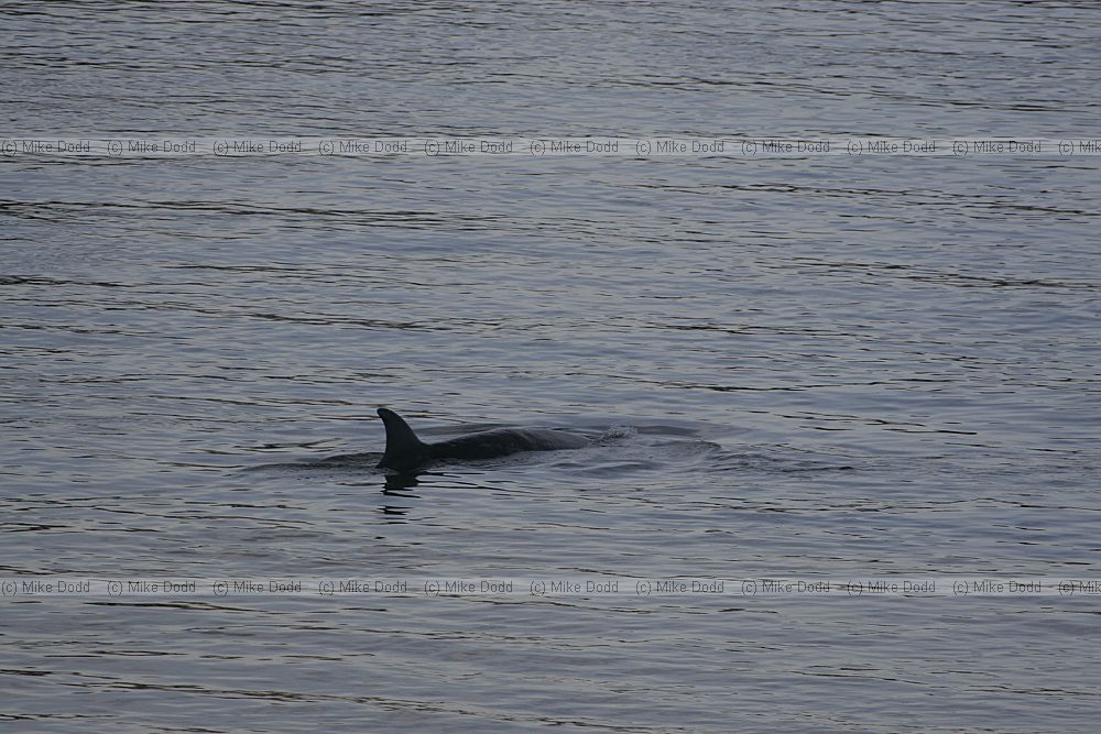 Hyperoodon ampullatus Northern bottle nosed whale