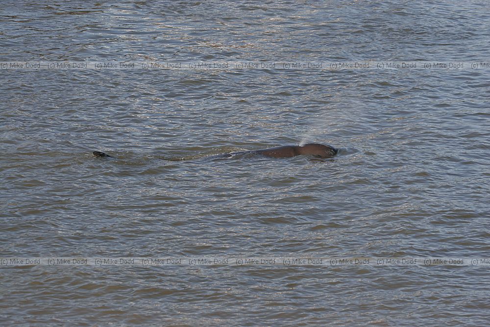 Hyperoodon ampullatus Northern bottle nosed whale