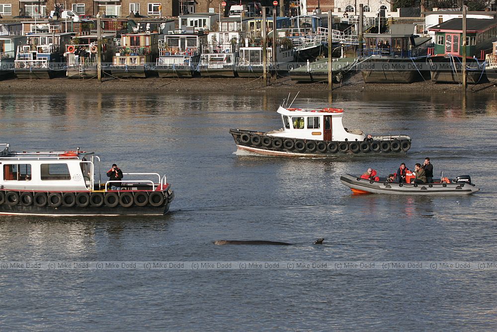 Photographing northern bottle nosed whale from boats in river Thames London