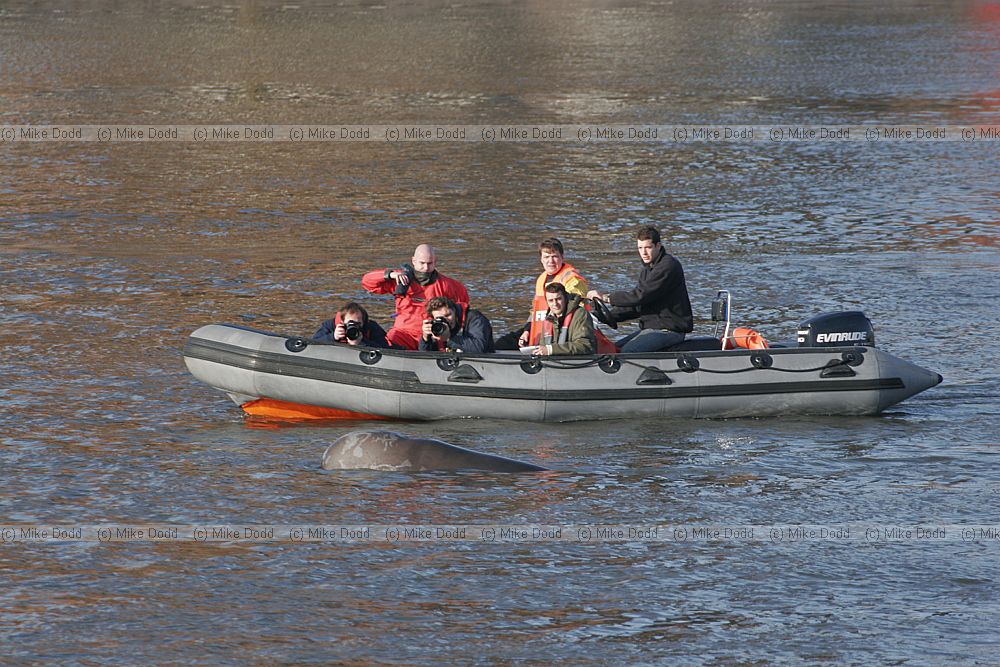 People in zodiac photographing northern bottle nosed whale in river Thames London