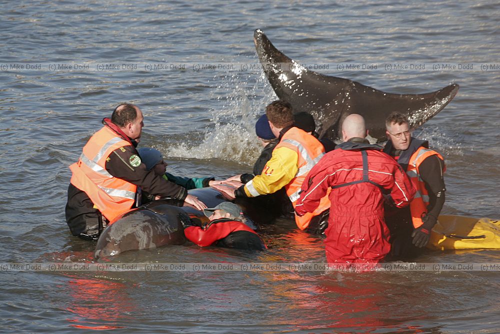 Rescuers trying to save northern bottle nosed whale in river Thames at Battersea.  Police fireservice and British Divers Marine Life Rescue organisation taking part.
