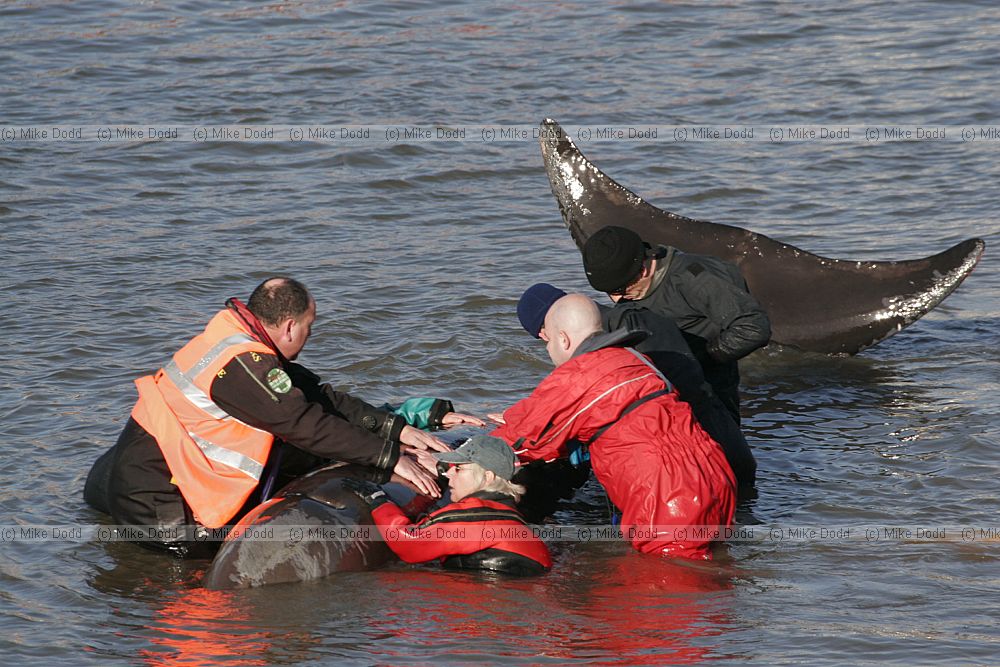Rescuers trying to save northern bottle nosed whale in river Thames at Battersea.  Police fireservice and British Divers Marine Life Rescue organisation taking part.