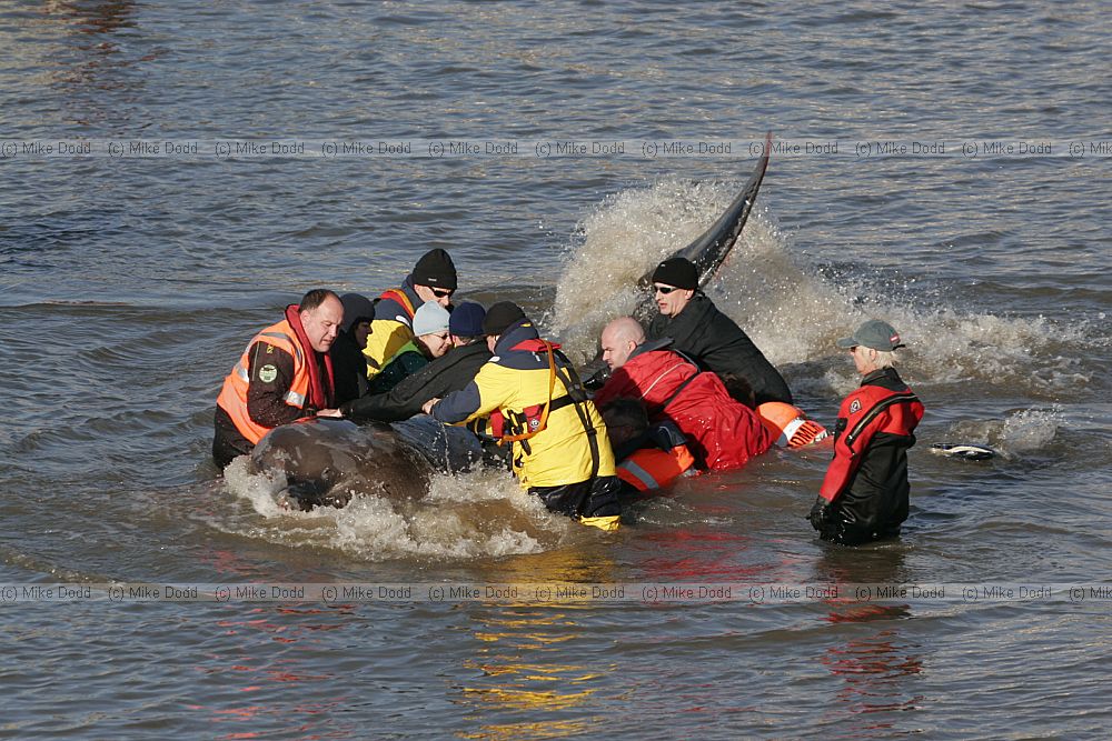 Rescuers trying to save northern bottle nosed whale in river Thames at Battersea.  Police fireservice and British Divers Marine Life Rescue organisation taking part.