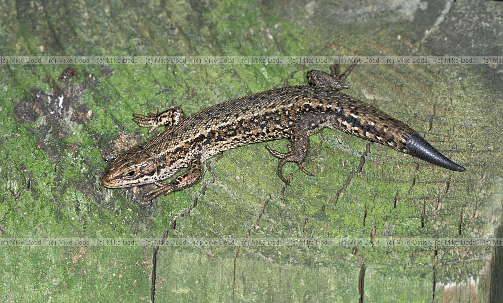 Lacerta vivipara Common or Viviparous lizard