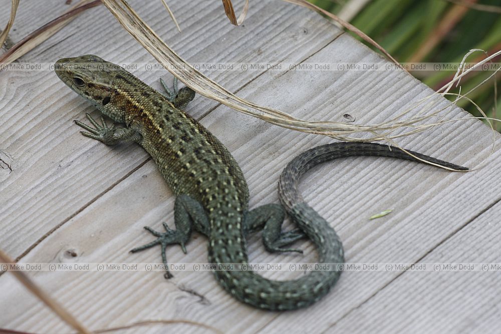 Lacerta vivipara Common or Viviparous lizard