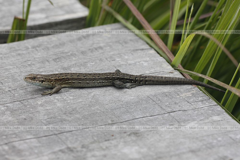 Lacerta vivipara Common or Viviparous lizard
